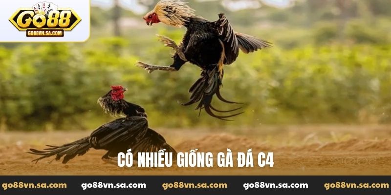 Có nhiều giống gà đá C4