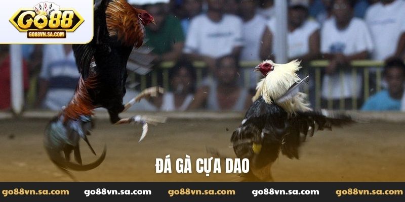 đá gà cựa dao