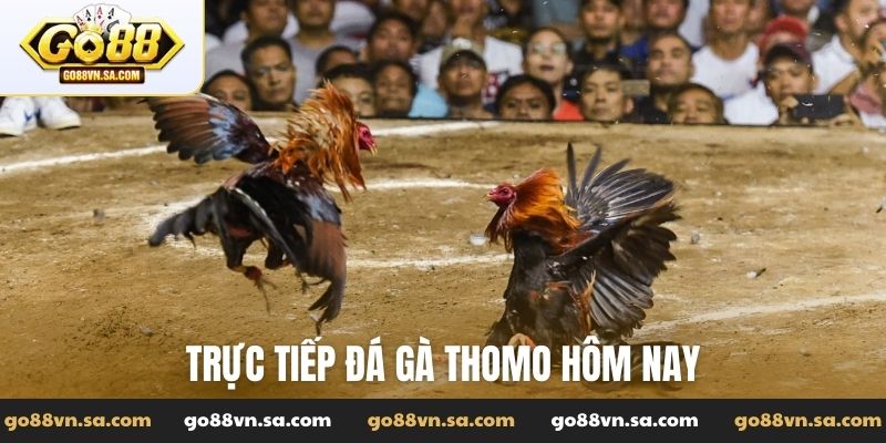 Trực tiếp đá gà Thomo hôm nay